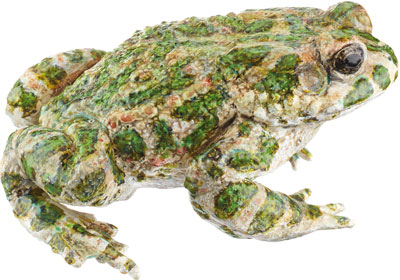 Green Toad