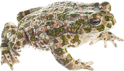 Green Toad