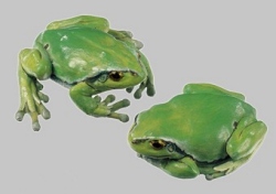 Common Tree Frog