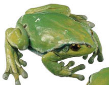 Common Tree Frog