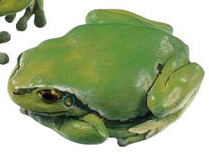 Common Tree Frog, Female, Normal Postion