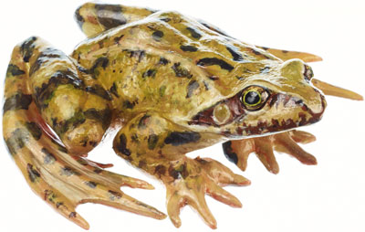 Common Frog