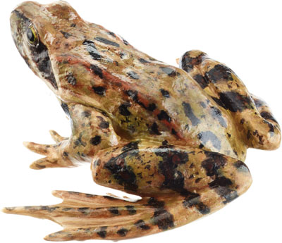 Common Frog