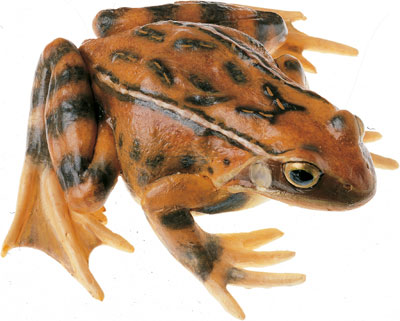 Common Frog