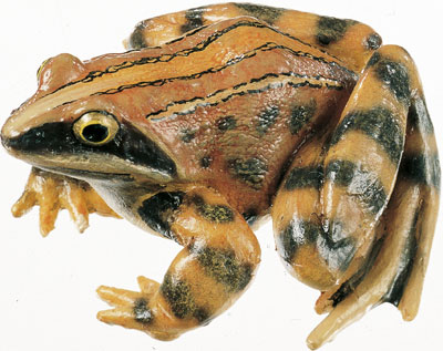 Moor Frog