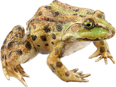 Marsh Frog