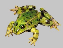 Teichfrosch (früher Wasserfrosch)