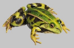 Teichfrosch (früher Wasserfrosch)