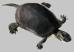 Sumpfschildkröte (Europäische)