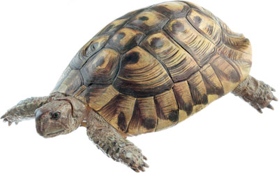 Hermann's Tortoise