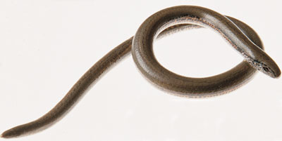 Slow Worm