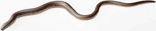 Slow Worm,