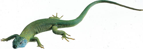 Green Lizard