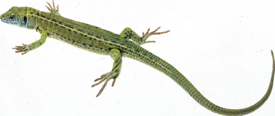 Green Lizard