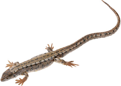 Viviparous Lizard