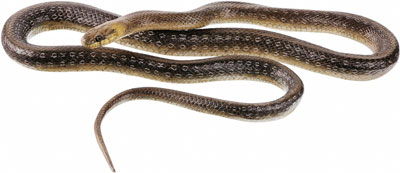 Aesculapian Snake