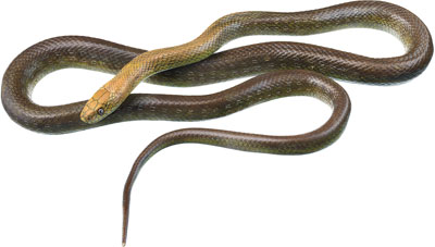 Aesculapian Snake, Male