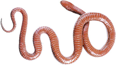 Smooth Snake, male, Danube population (Vienna)