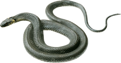 Grass Snake