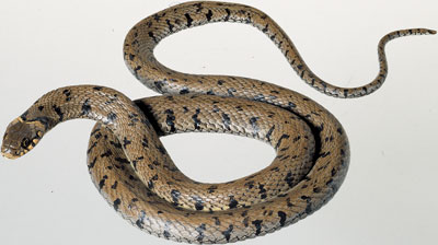 Barred Grass Snake