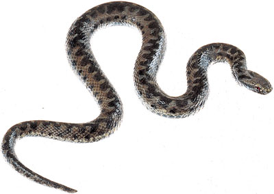 Common European Viper / Common European Adder