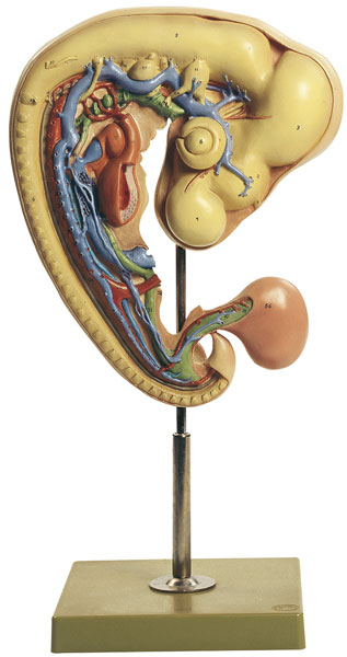 Chicken’s Embryo after approx. 4 days incubation