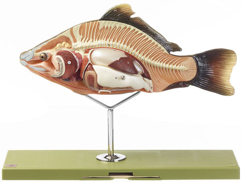 Anatomie beim Knochenfisch