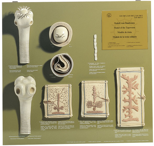 Model Board of the Tapeworms