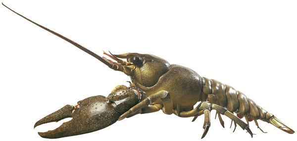 European Crayfish / Noble Crayfish