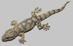 Common Wall Gecko / Moorish Gecko / Crocodile Gecko / European Common Gecko