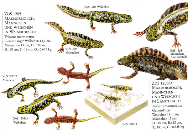 Marbled Newst, male and female, in their terrestrial form