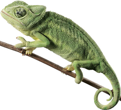 Common chameleon / Mediterranean Chameleon