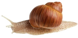 Roman Snail / Burgundy Snail / Edible snail / Escargot