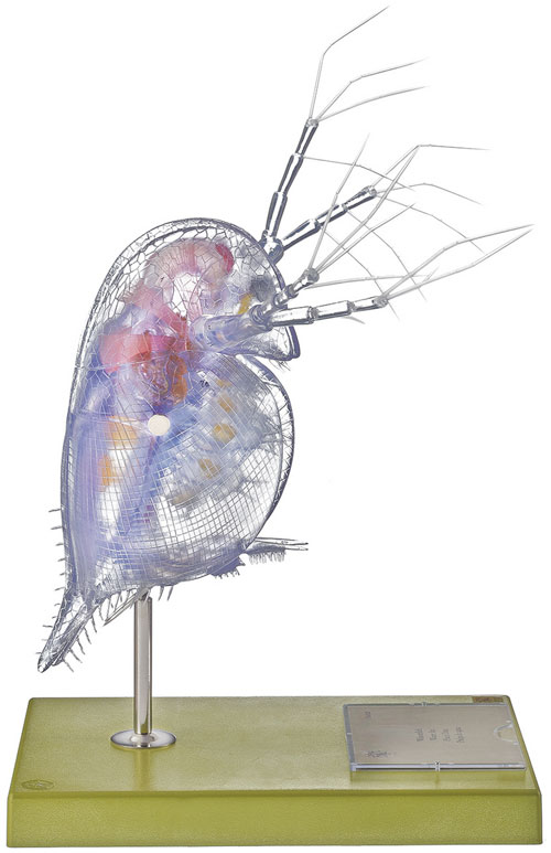 Model of a Water-Flea