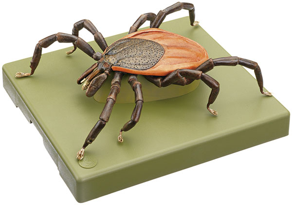 Model of a Tick