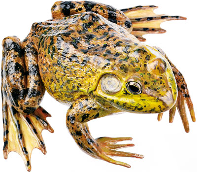 Ochsenfrosch (Amerikanischer-)