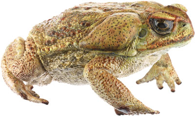 Cane Toad