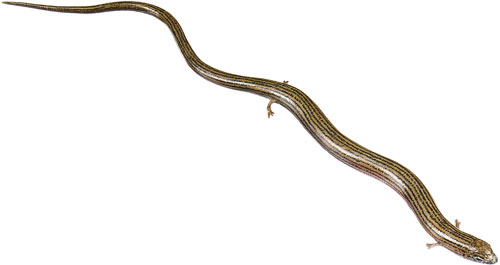 Western Three-Toed Skink