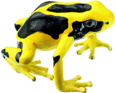 Dyeing Poison Dart Frog