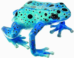 Blauer Pfeilgiftfrosch