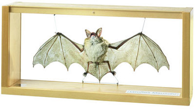 Greater Mouse-Eared Bat