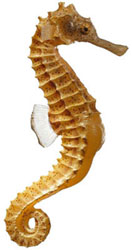 Sea-Horse, Hippocampus