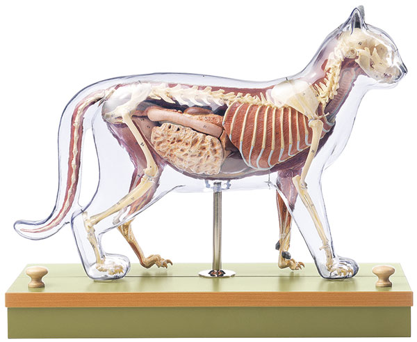 Domestic Cat model - muscular/skeleton