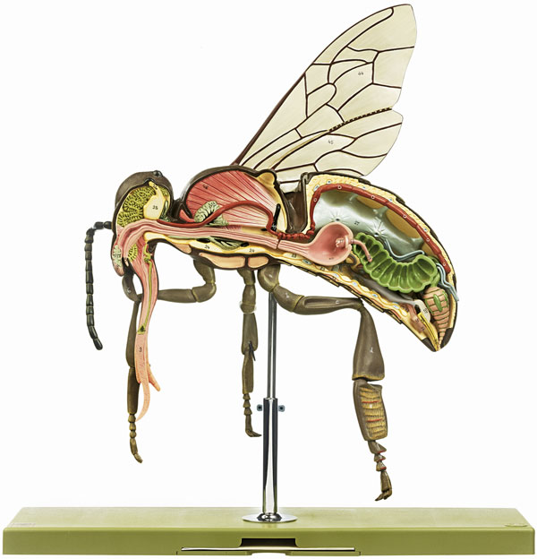 Model of the Worker Bee
