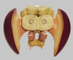 Model of the Brain of a Hones Bee