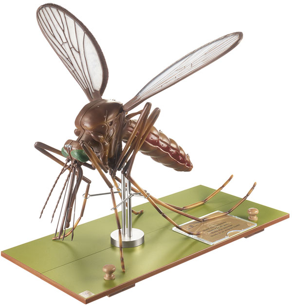 Model of a Mosquito
