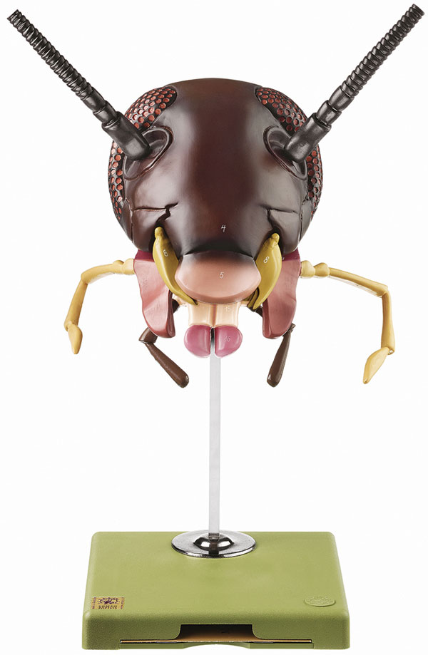 Model of the Head of a Cockroach