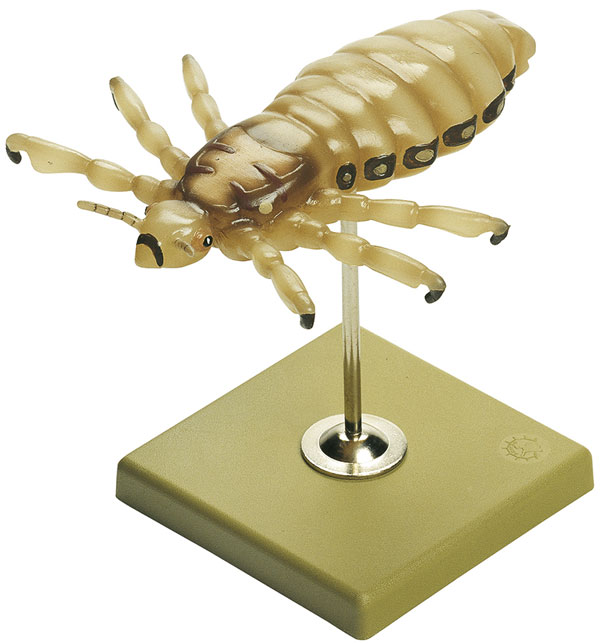 Headlouse