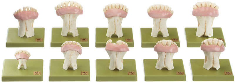 Models of Sets of Cow’s Teeth