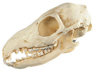 Tupaia-Skull, Male